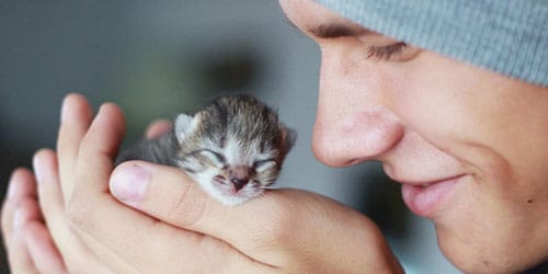 Держать маленького котенка