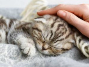 Мнение Нострадамуса