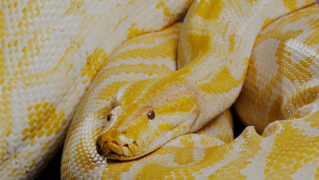 К чему снятся змеи женщине К чему снятся змеи женщине