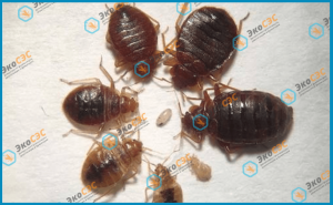 Плюсы обработки от клопов горячим туманом