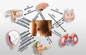 Причины нарушения гормонального фона у женщин