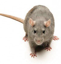 Уничтожение крыс: стратегии и меры предосторожности