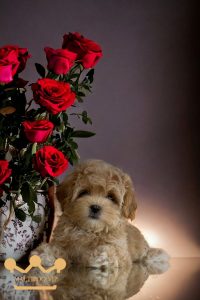 Щенок мальтипу: особенности породы и уход