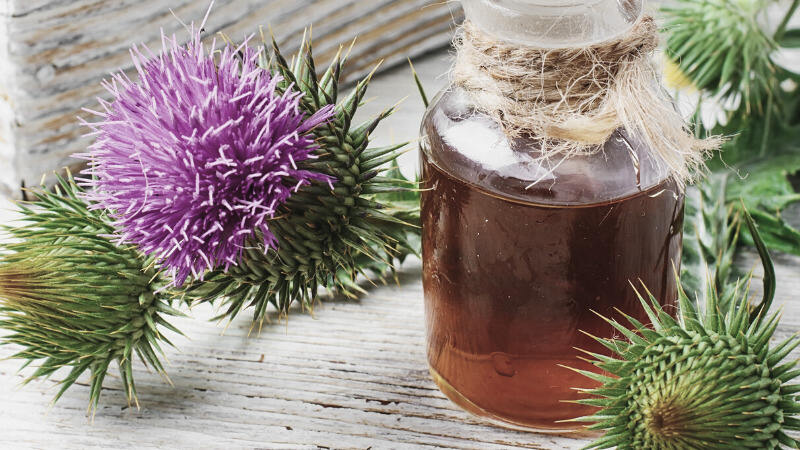 Расторопша и здоровье печени: природный защитник