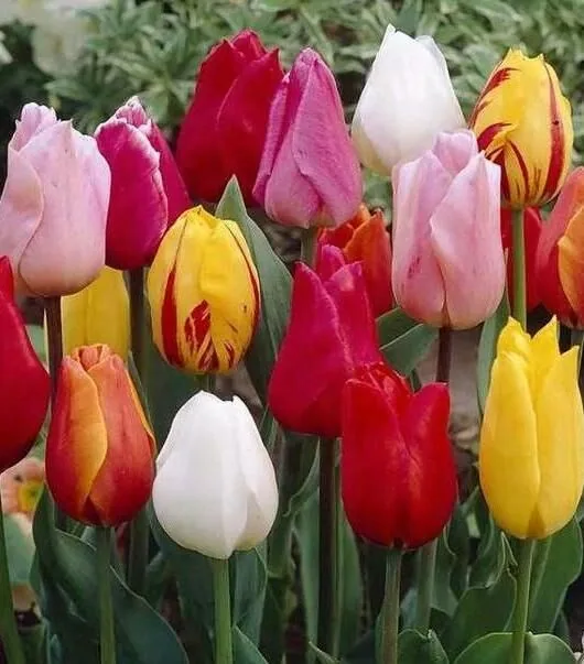 5 причин подарить тюльпаны