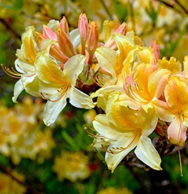 Саженцы рододендрона: Яркий акцент в вашем саду