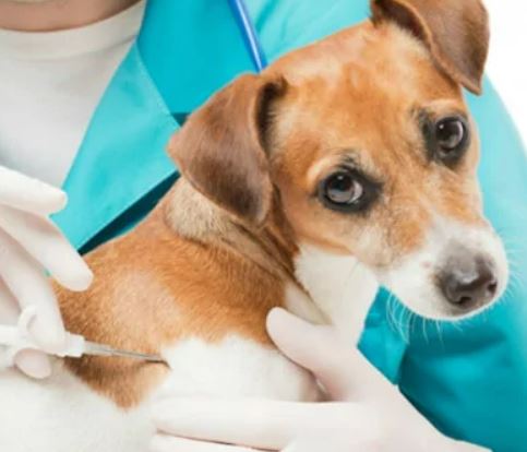 Микрочип для собаки: зачем он нужен